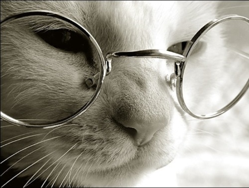 animal-cat-cute-glasses-harry-potter-favim-com-276856